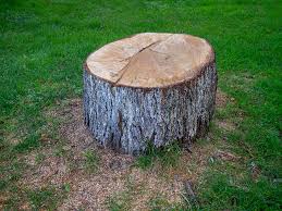 Best Tree Cabling and Bracing  in Inkerman, PA