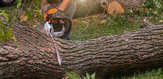 Reliable Inkerman, PA Tree Care Solutions
