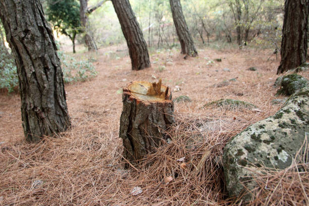 Best Storm Damage Tree Cleanup  in Inkerman, PA