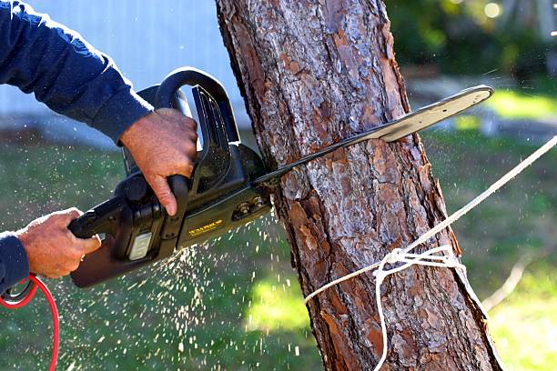 Best Hazardous Tree Removal  in Inkerman, PA