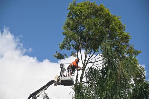 Best Weed Control  in Inkerman, PA