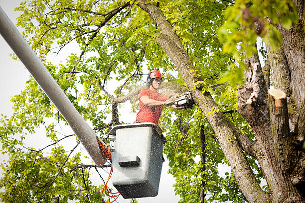 Best Tree Health Inspection  in Inkerman, PA