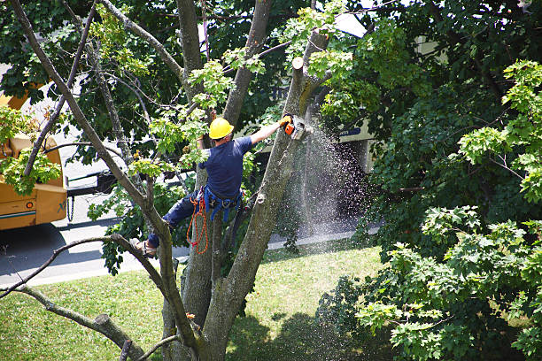 Best Hedge Trimming  in Inkerman, PA