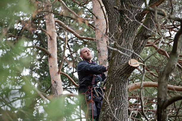 Best Tree Risk Assessment  in Inkerman, PA