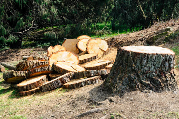 Best Tree Disease Treatment  in Inkerman, PA
